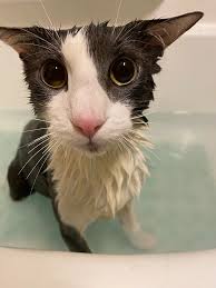 soggy_cat.jpeg